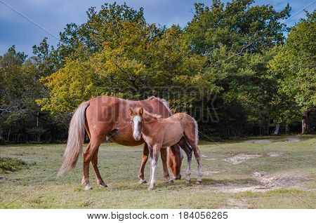 Horses grazing in the New Forest, Hampshire, UK.