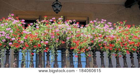 Hanging red pink pelargonium flowers on wooden balustrade