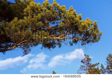 Fluffy pine tree branch on the blue sky backgound. Green pine branch at the blue sky.