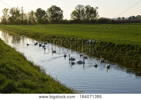 Swamp and spring break in the canal for irrigation of agricultural land