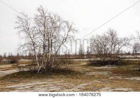 Birch trees without leaves in early spring. March