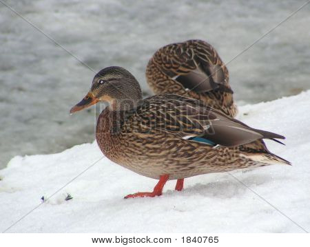Ente auf dem Schnee