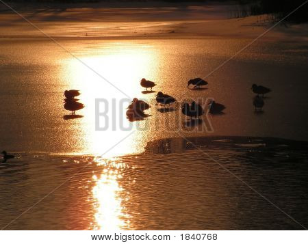 Ente, Eis, Sonnenuntergang 