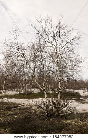 Birch trees without leaves in early spring. March