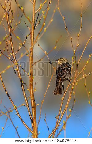 Female Red-winged blackbird (Agelaius phoeniceus) perching in a branch in springtime