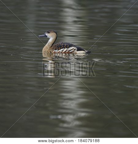 Portrait Of Wandering Whistling Duck Dendrocyga Arcuata In Natural Habitat In Spring