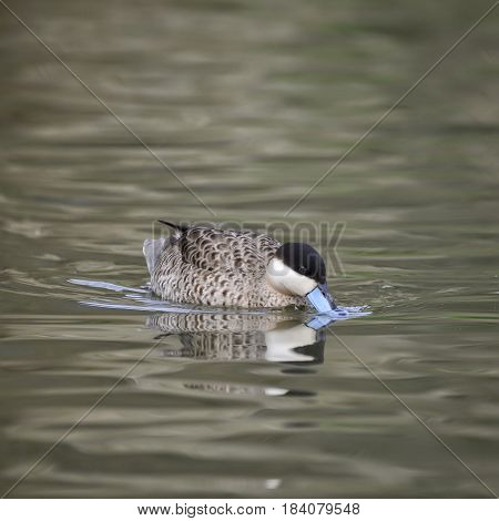 Beautiful Portrait Of Puna Teal Anas Puna Duck Bird On Water In Spring