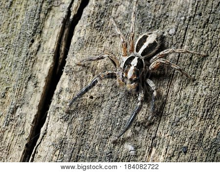 Salticidae Spider On The Tree