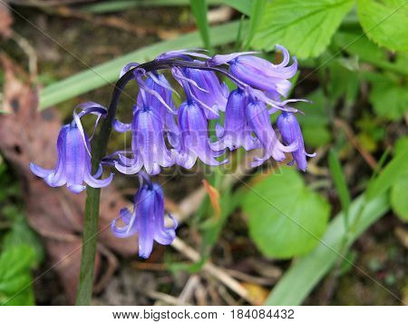 English bluebells in April in woodland close up