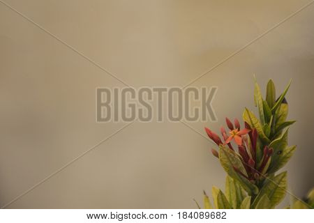 red flower. Ixora Rubiaceae stricta flora in Thailand.