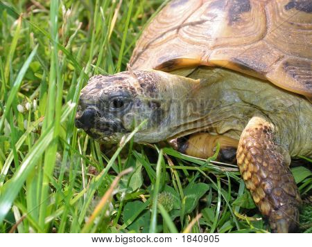 Schildkröte