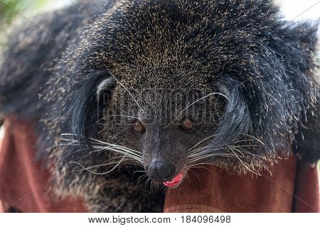 Arctictis Binturong, Closeup Picture Of The Binturong On Branchcloseup Picture Of The Binturong On B