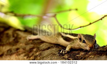 Common Squirel at Kaziranga National Park Assam