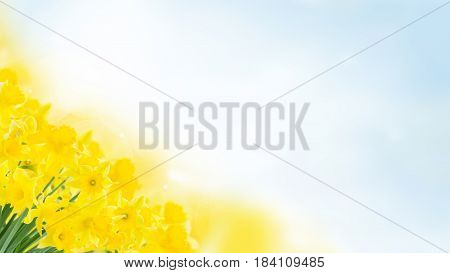 spring yellow narcissus in garden on blue bokeh background banner