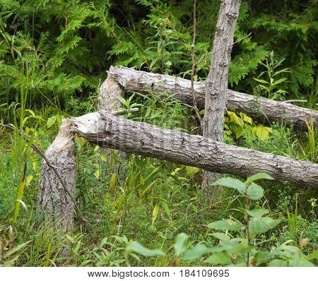 Trees felt down by beaver on river bank