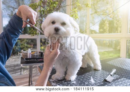 Grooming the neck of adorable white dog by scissors. All potential trademarks are removed.