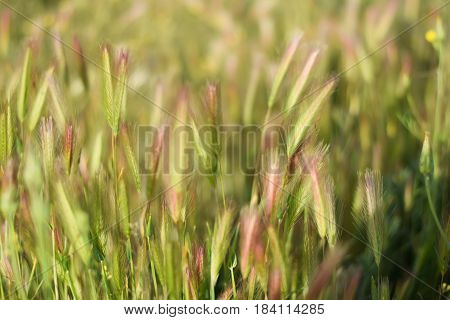Grassfield landscape at sunrise. Backlight. Hordeum. Poaceae.