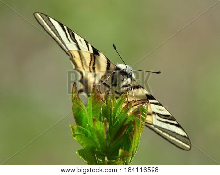 Scarce Swallowtail (Iphiclides podalirius) in natural habitat in spring