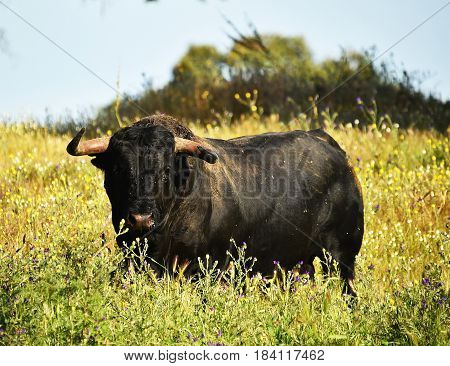 spanish bull in countryside with big horns