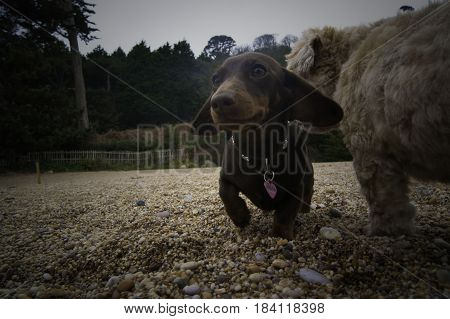 An adorable saussage dog on a pebble beach