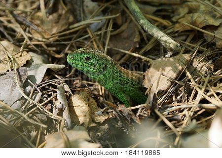 green lizard among a dry grass and leaves