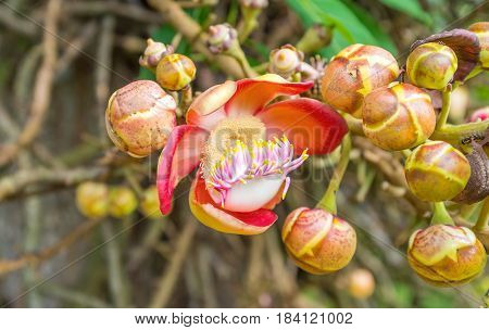 The Flower Of Cannonball Tree