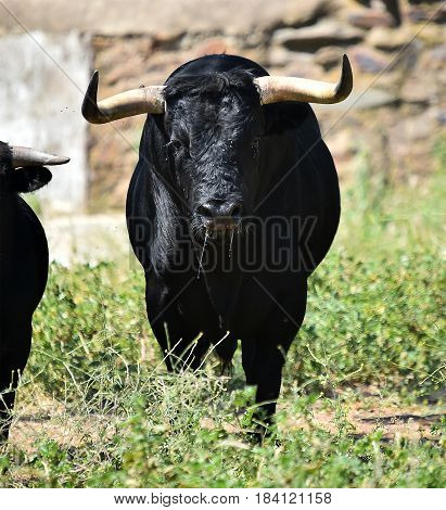 spanish bull in countryside with big horns
