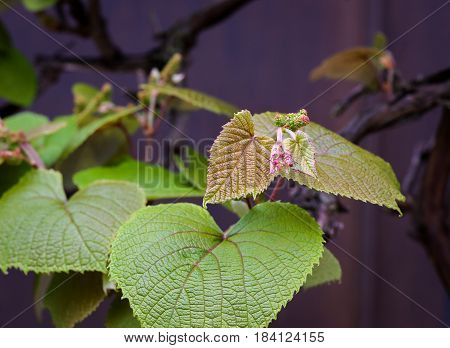 Boston Ivy (parthenocissus Tricuspidata) Young Vine Leaves