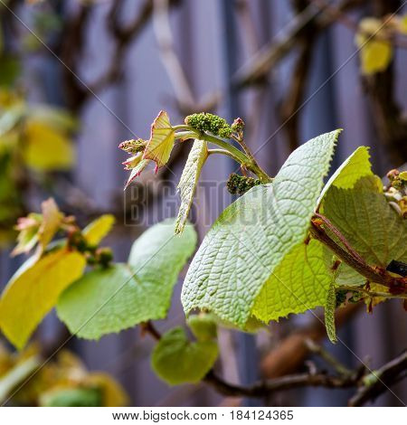 Boston Ivy (parthenocissus Tricuspidata) Young Vine Leaves