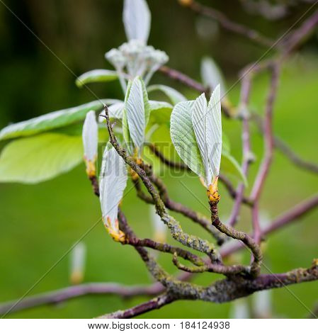 Sorbus Aria 'lutescens', Golden Whitebeam, In Bud