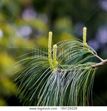 Young Growth Of Holford Pine With A Blurry Background