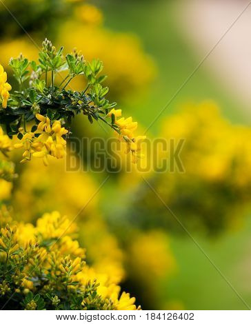 Yellow Flowers Of The Common Gorse Bush With A Blurry Background