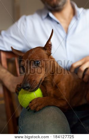 Dog Is Resting With Its Owner Playing With Beloved Ball