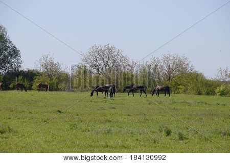 Horses Graze In The Pasture. Paddock Horses On A Horse Farm. Walking Horses