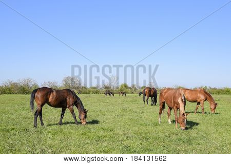 Horses Graze In The Pasture. Paddock Horses On A Horse Farm. Walking Horses