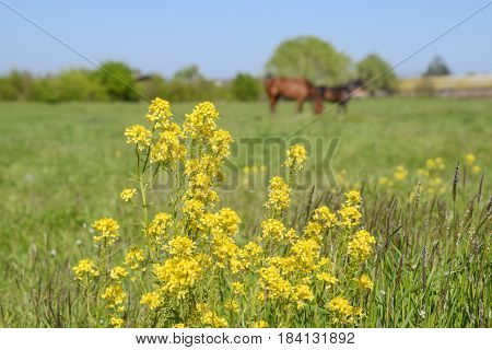 Horses On The Grass In The Pasture. Yellow Flowers On A Horse Background