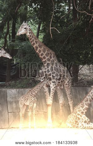 Mother and son of Specie Giraffa camelopardalis family of Giraffidae.