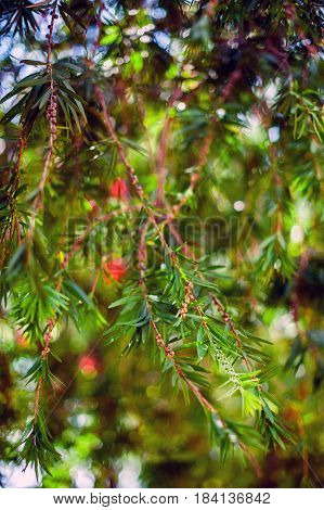 The red bottle brush flowers callistemon plant on the natural background