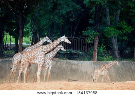 Mother and son of Specie Giraffa camelopardalis family of Giraffidae.