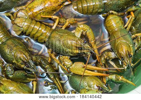 Live Crawfish Crawl In The Water