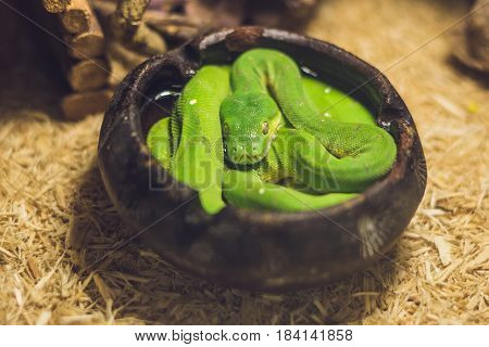 Green Tree Python Morelia Viridis. Young Green Snake Folded