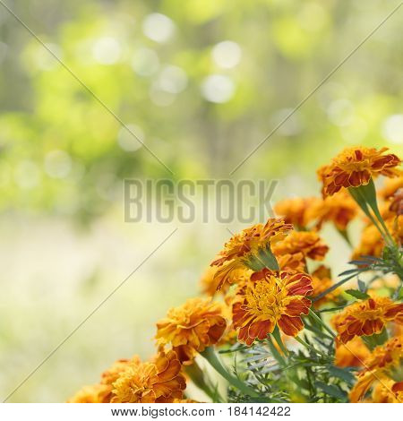 A square view of bright gold yellow and orange marigold flowers against sunny daylight bokeh background for greeting card