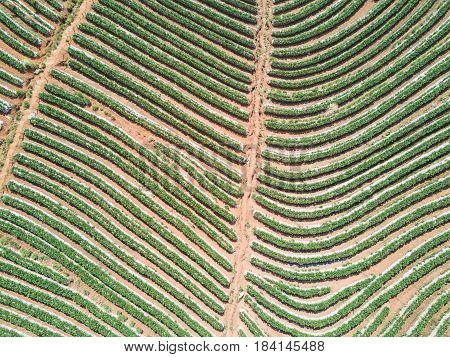 Aerial shot with from a drone. Flying over strawberry plantation at Doi Ang Khang Fang City Chiang Mai Thailand.