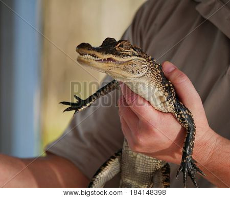 Baby alligator
A man holds a baby alligator in his hand