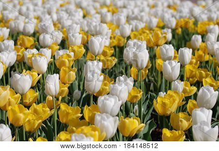 A huge field of blooming yellow and white tulips in a garden.