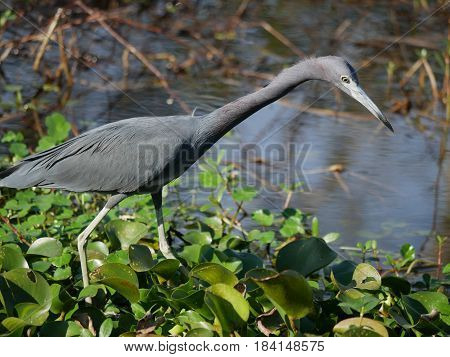 Egret in the swamps
An egret hunts for food in the swamps.