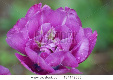 Very pretty flowering purple tulip flower blossom.