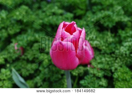 Garden with a single blooming dark pink tulip blossom.