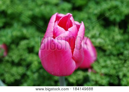 Garden with a single dark pink tulip flowering