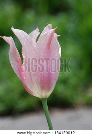 Blooming pale pink tulip flowering in a garden.